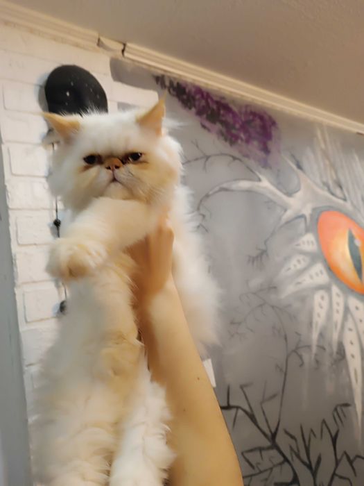 Гималайский Перс