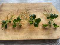 Anubias nana mini 4szt  super do malego akwarium