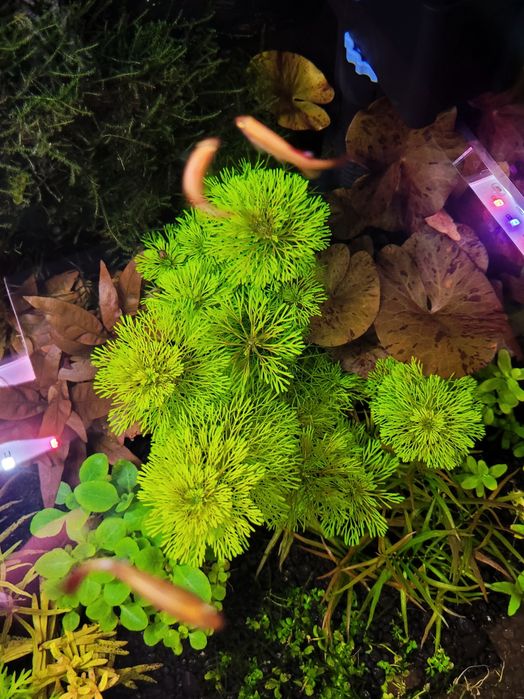 Limnophila sessiliflora- roślina do akwarium