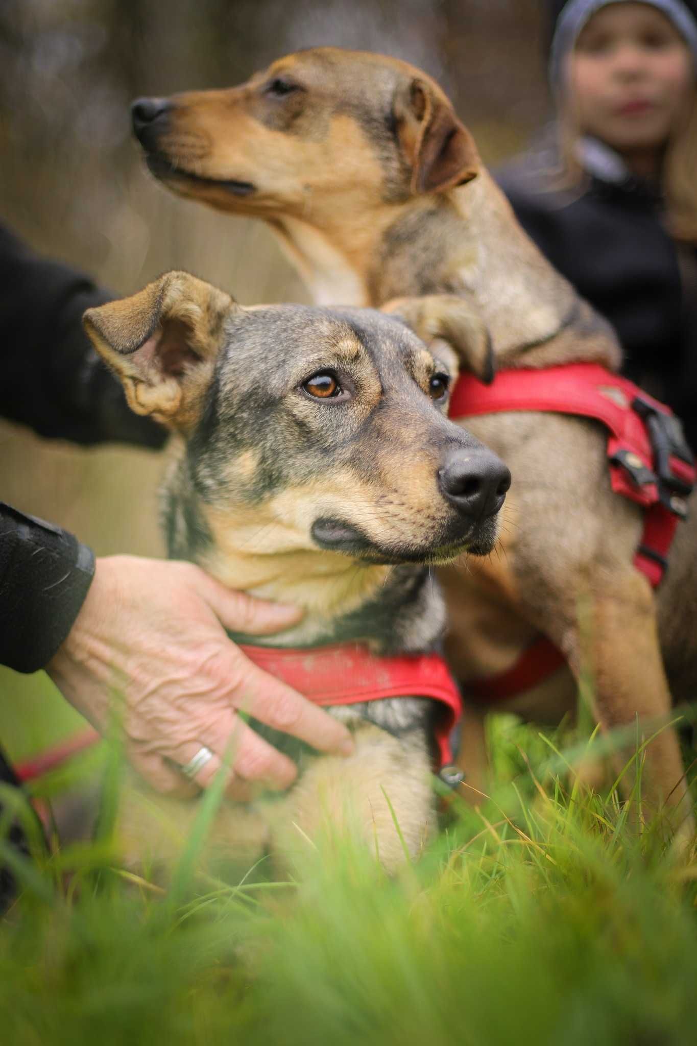 Calinka do adopcji roczna sunia FILMIK