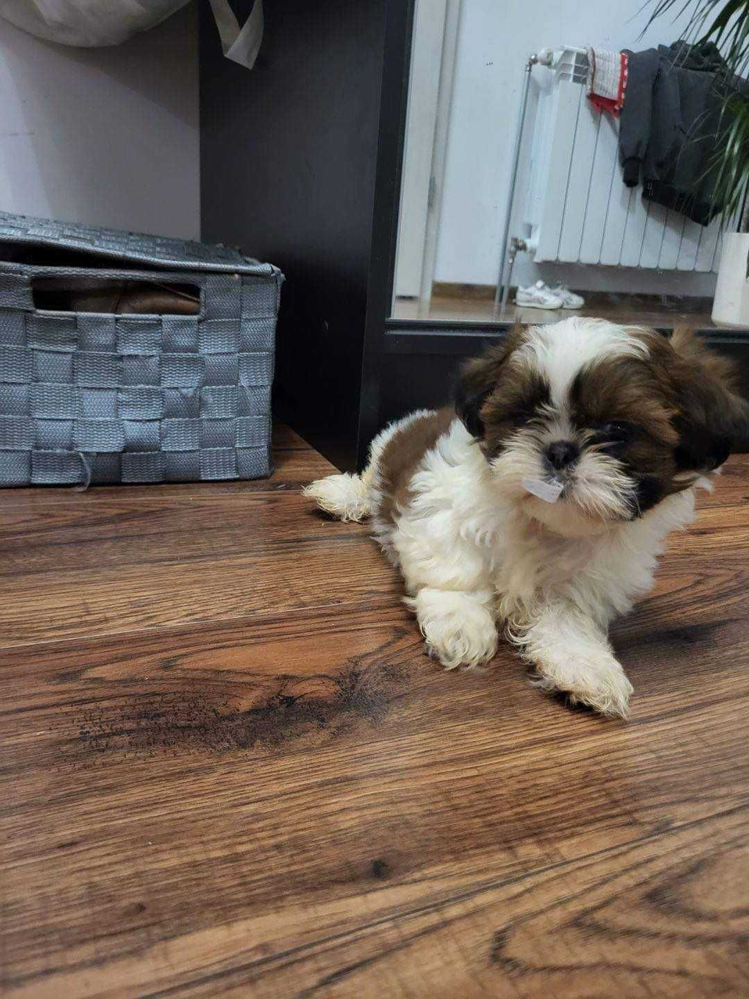 Zaginął piesek rasy Shih Tzu Tri Color Suczka