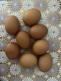 Яйця домашні