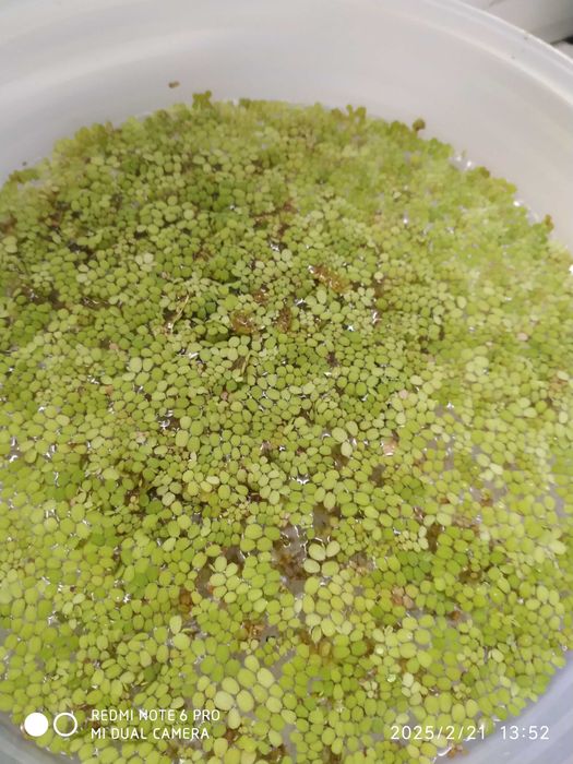 Aquário, plantas, escumador, iluminação,