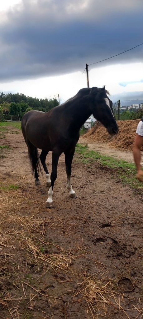 Vendo cavalo muito meigo
