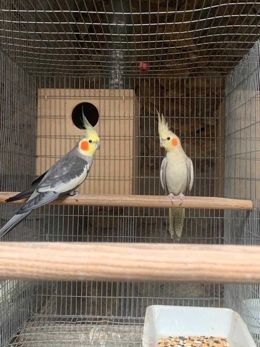 Casais de caturras