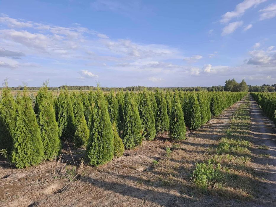 Thuja Tuja szamragd 180-230cm