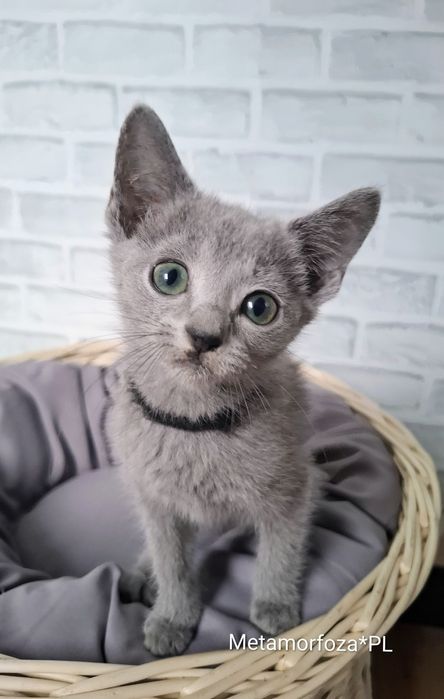 Kocurek rosyjski niebieski