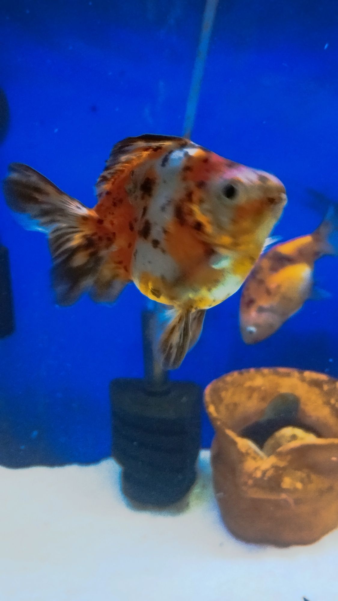 Peixe (goldfish) de água fria ryukin