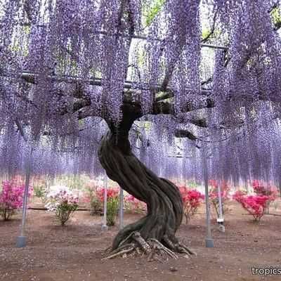 Глициния Wisteria сажецы