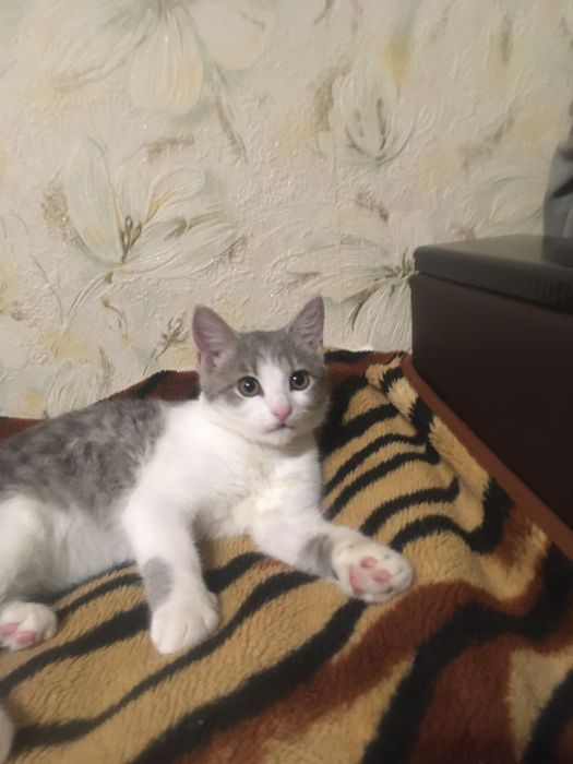 Віддам в хороші руки кошеня