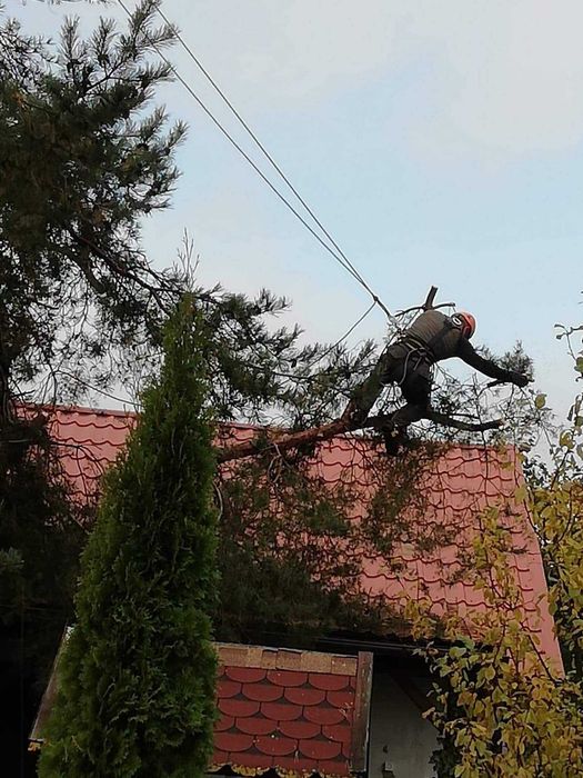 Wycinka i przycinka drzew