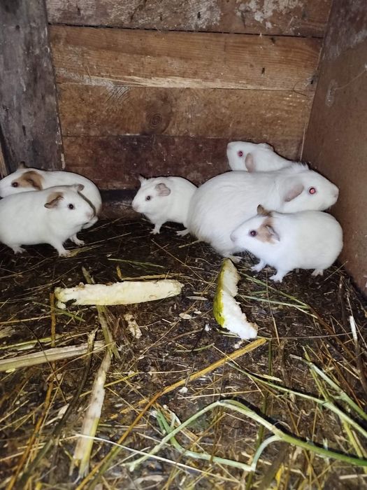 Терміново!!! Морські свинки