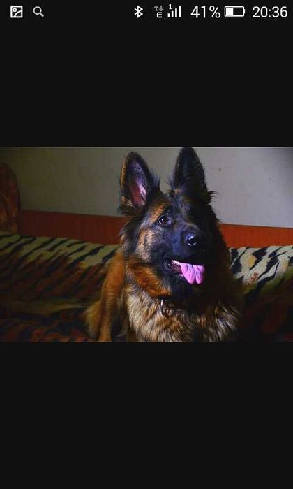 Шикарные щенки ,крупные.