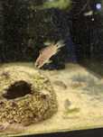Badis buxar od Neon Zoo