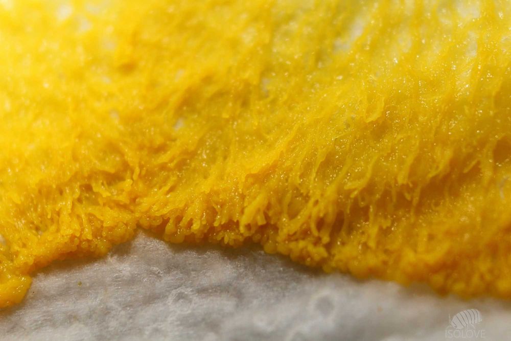 Physarum polycephalum "day walker" + PORADNIK (PDF), slime mold, blob