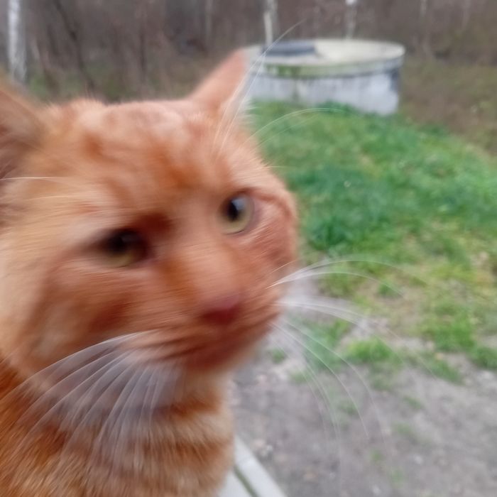 Котик -Вогник виключно в приватну оселю