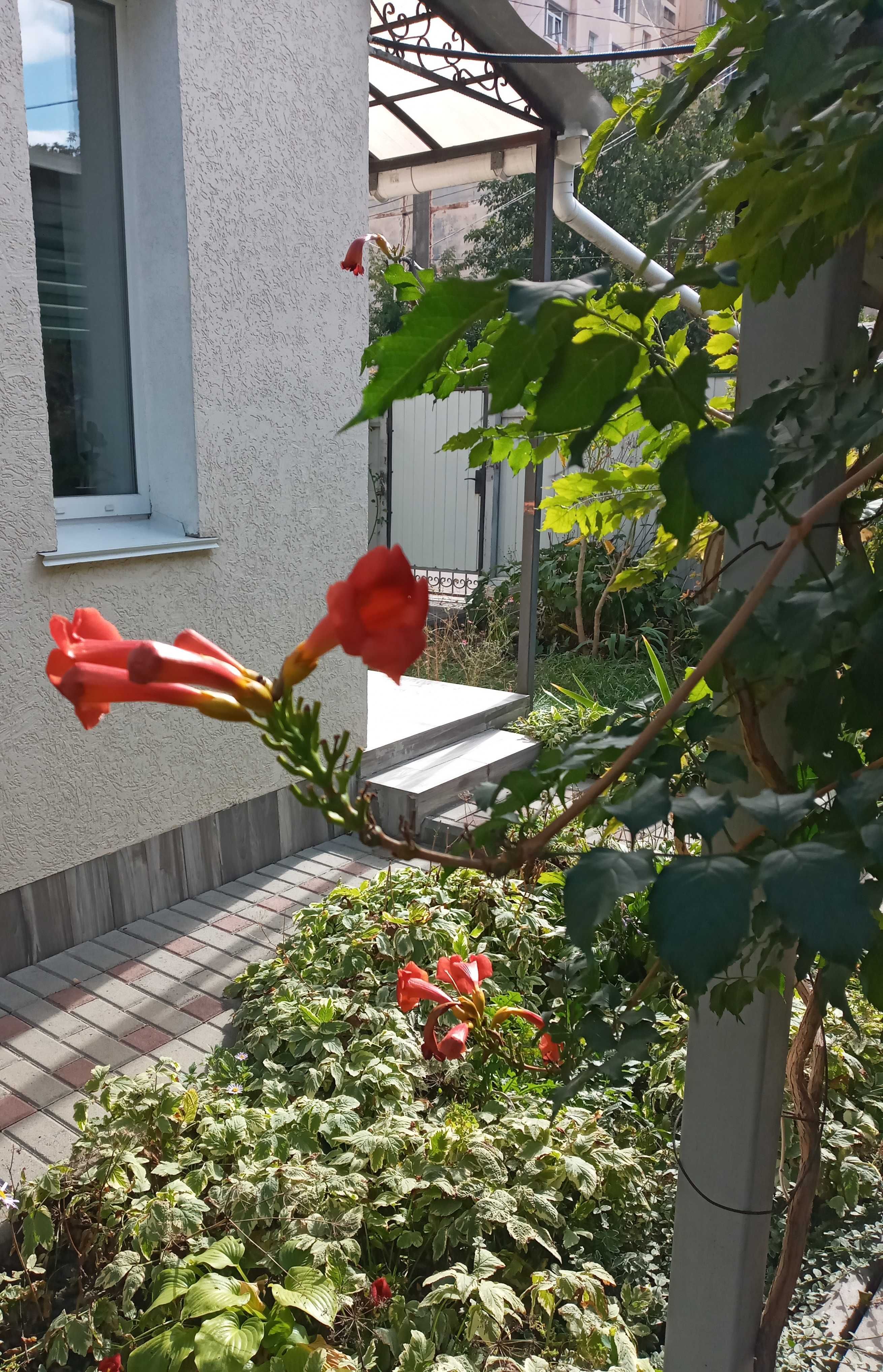 Кампсис листопадная лиана