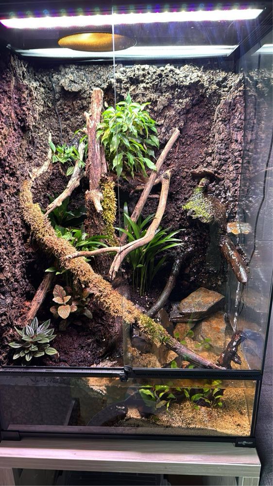 Gastropholis Prasina + Terrarium Tropikalne (60x45x90)  z wodospadem