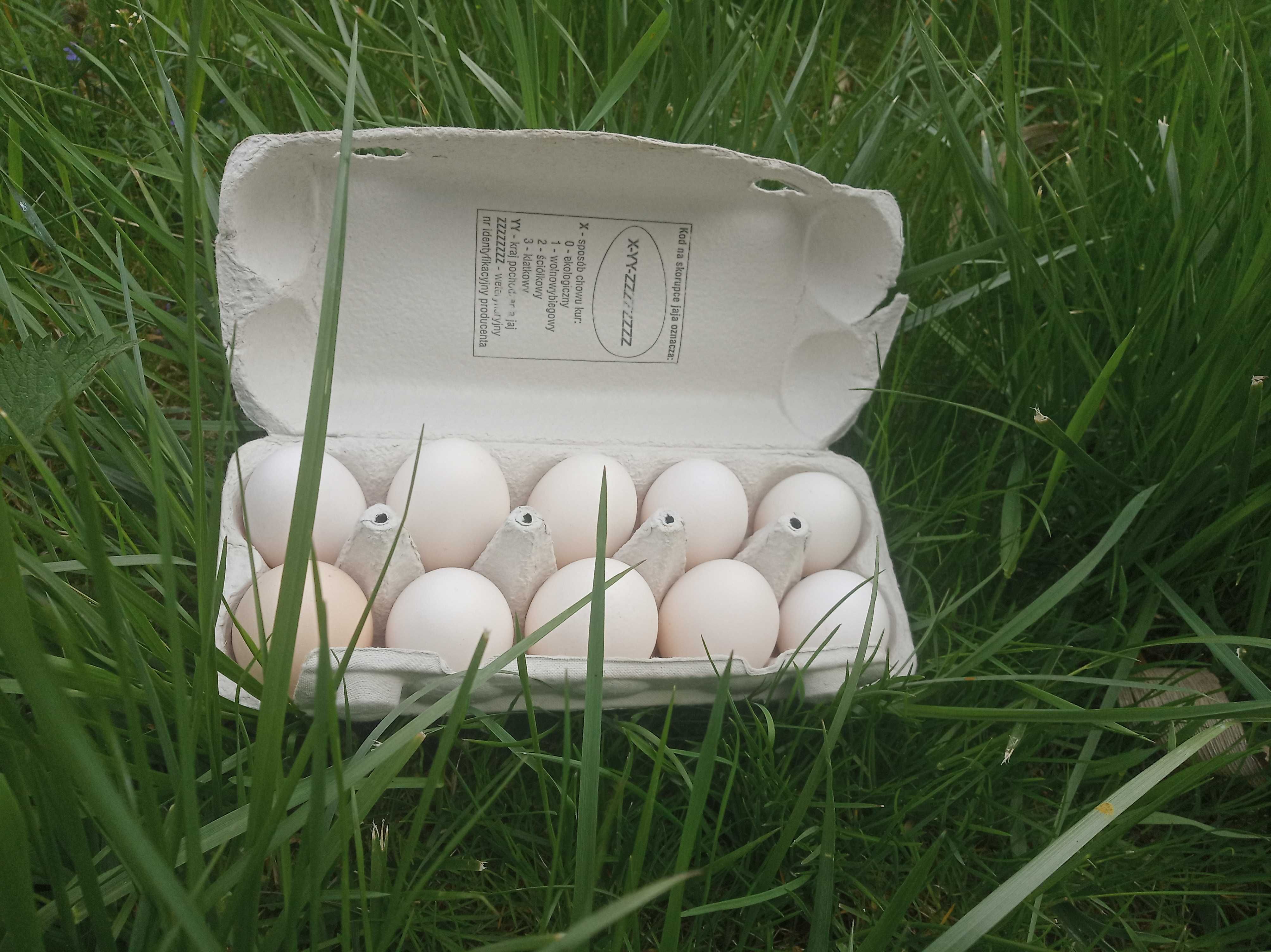 Swojskie jajka,z wolnego wybiegu ekologiczne,bio