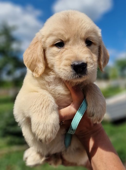 Золотистий ретривер дітвора