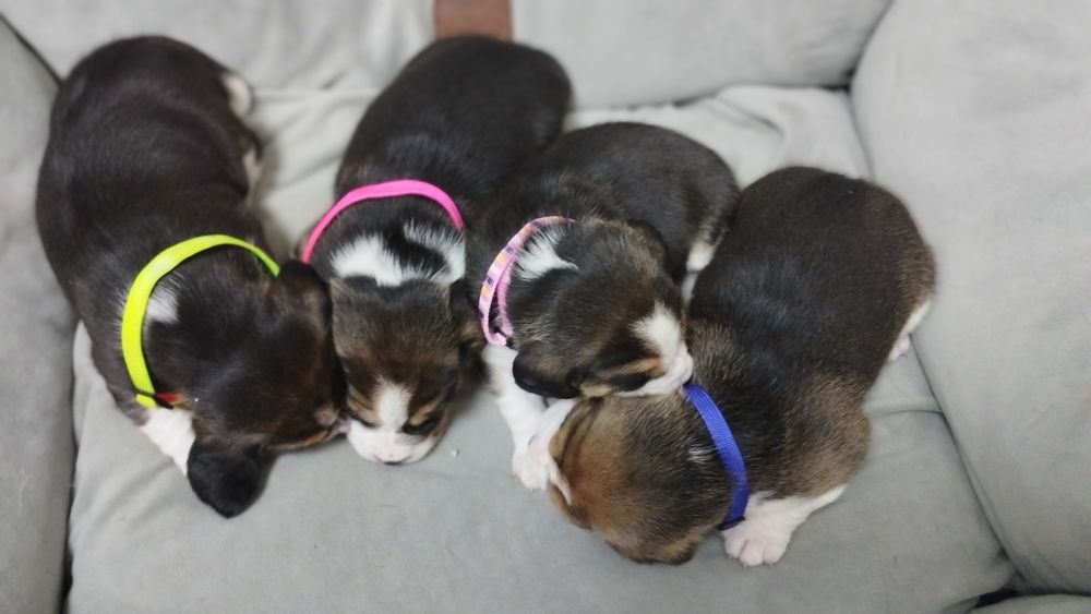 Раннє бронювання щенят породи бігль