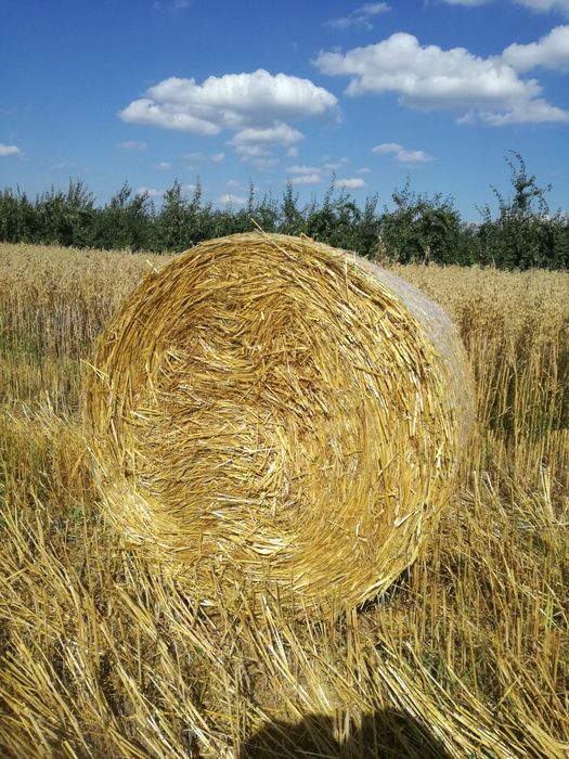 Słoma balot siatka z 2025.       .