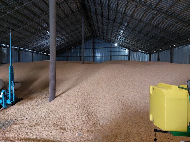 Пшеница, Кукуруза по 25 кг
