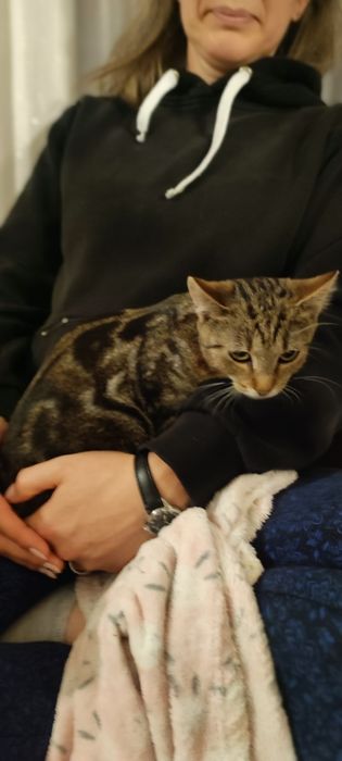 Kotka w typie bengalski
