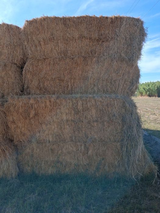 ,Fardos de feno com 5 cordeis