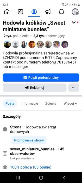 Króliczki Karzełki Teddy