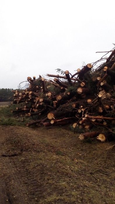 Wycinka drzew, Oczyszczanie terenów, Rekultywacja, Usuwanie korzeni