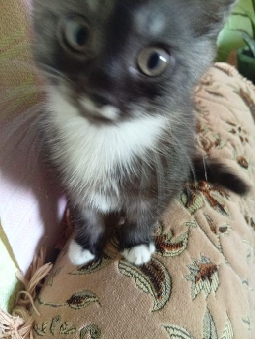 Шукає свою родину