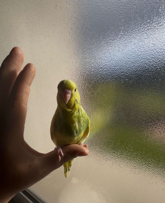 Piriquitos ingleses domesticados