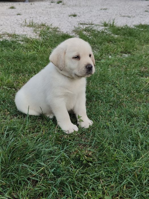 Labrador Retriever  ZKwP/FCI suczka