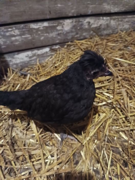 Kurki i kogutki 2,5 miesięczne