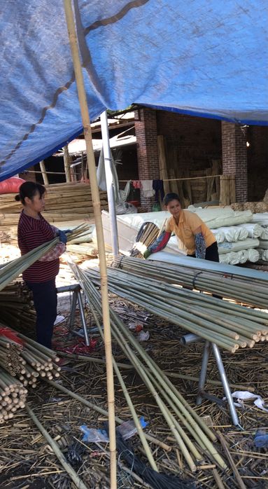 Tyczki Bambusowe Sadownicze - bambus tyczka 26/28 295cm