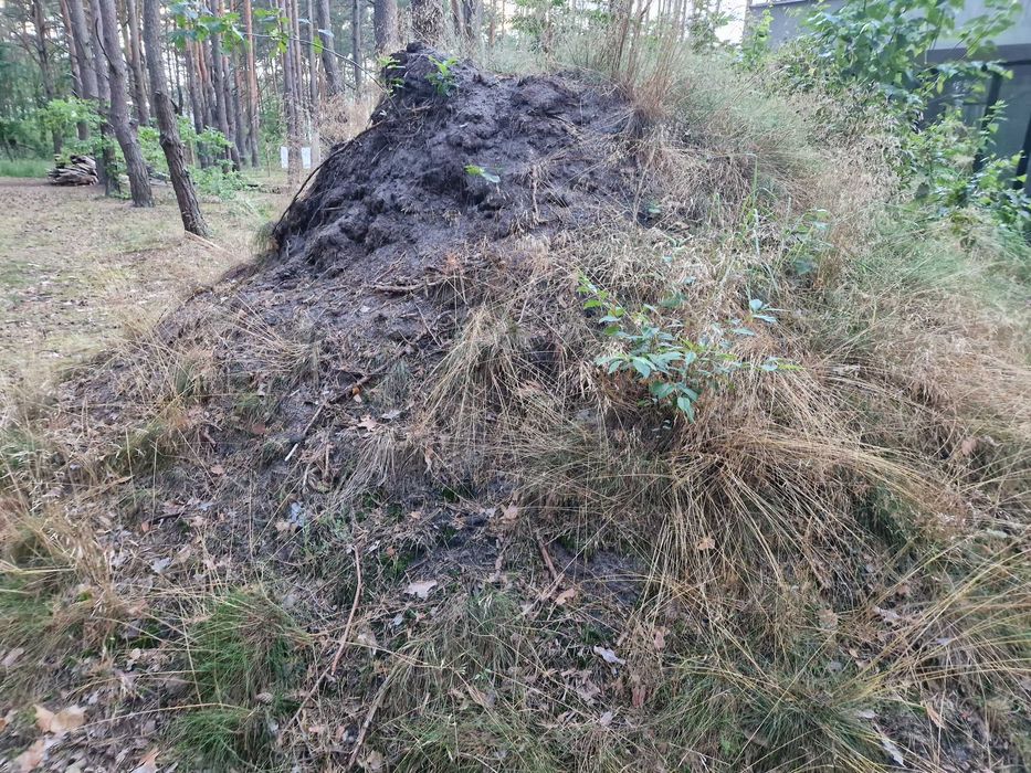 Ziemia, czarnoziem, humus z podwarszawskiego lasu oddam.