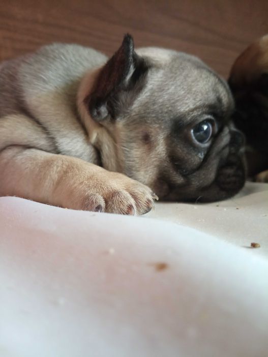 Французькі бульдожки