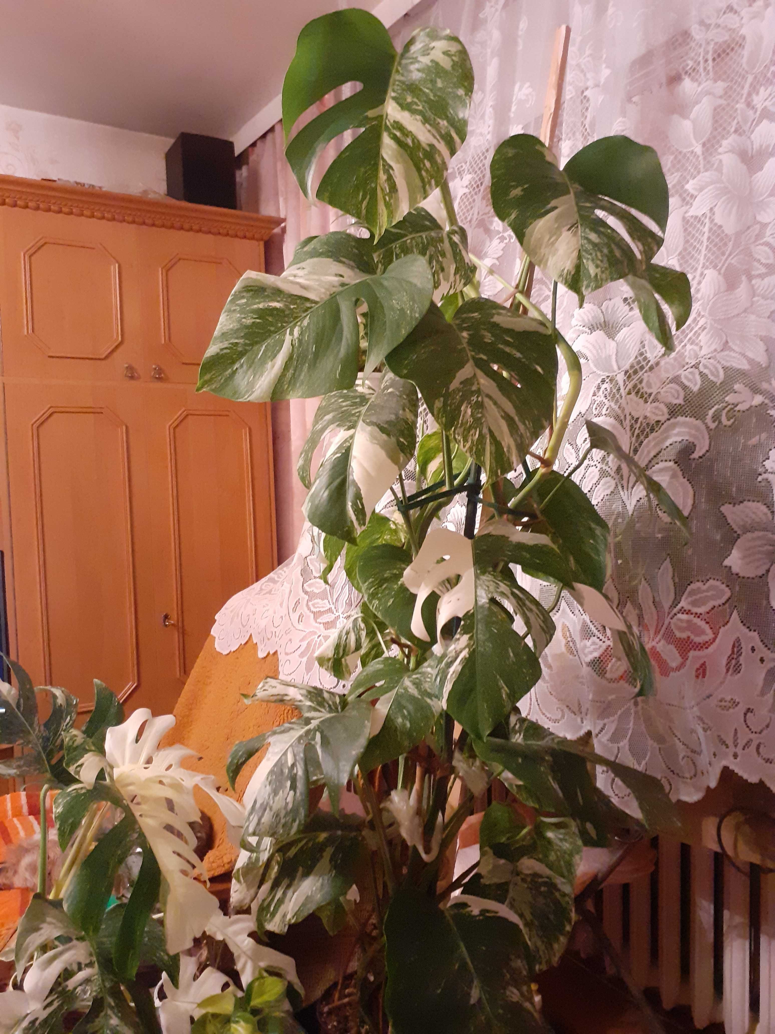 Rośliny doniczkowe -  BIAŁA Monstera VARIEGATA