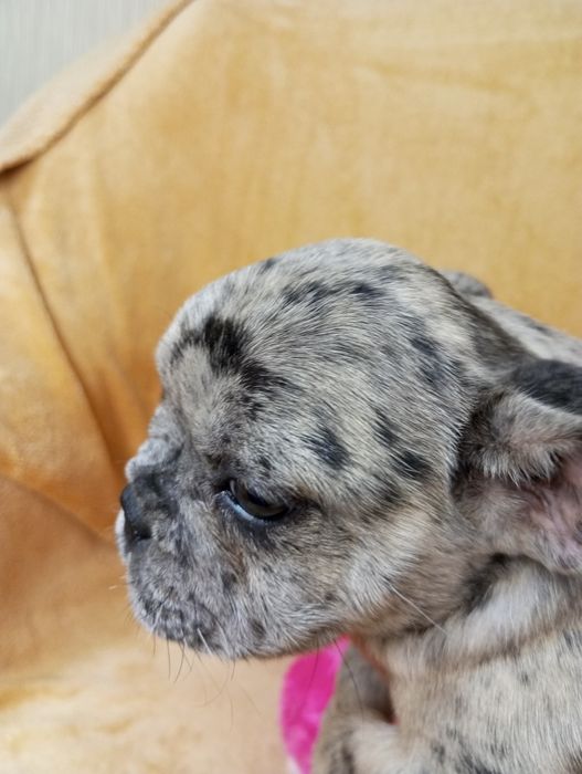 Розкішний Французик