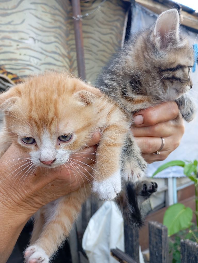 Котики в продажі