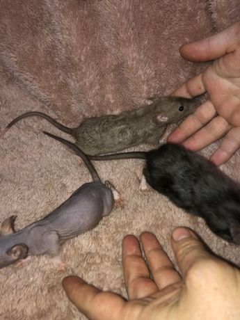 Крысята крыса шоколадная рекс бурмиз дамбо