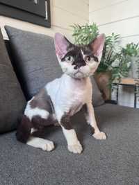 Gatinho Devon Rex com LOP |  5 meses |