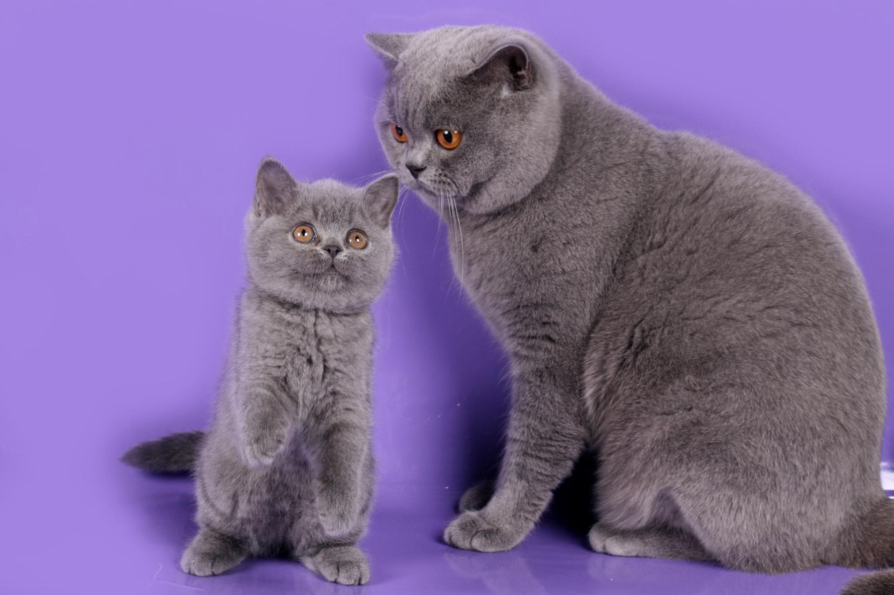Шотландские и Британские котята котёнок скоттиш фолд страйт бриттиш