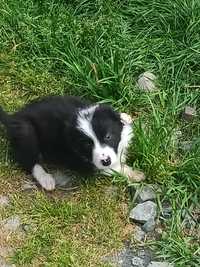 Border Collie -czarno-białe