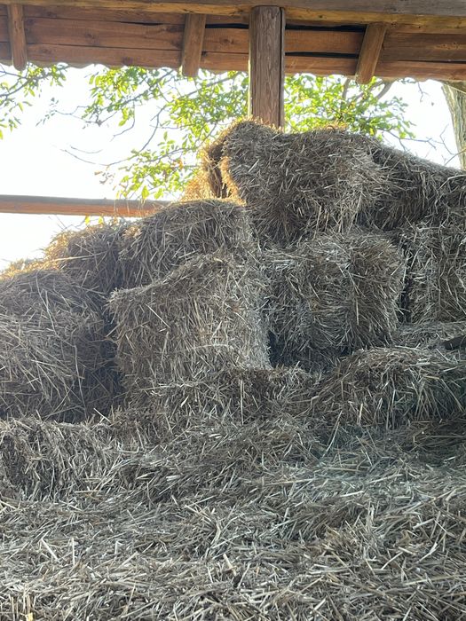 Oddam słomę i siano za darmo