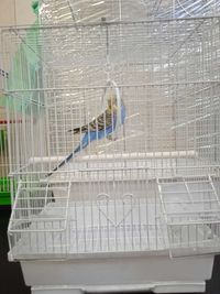 Хвилястий  попугай и  нова клітка з повним комплектом кормушки, поілка