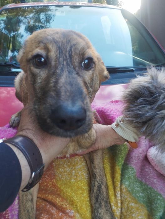 Kevin para adoção muito responsável