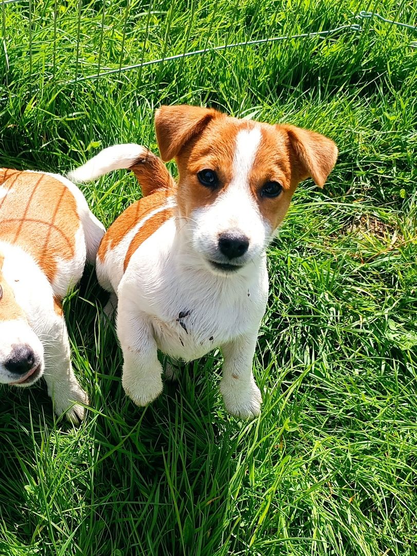 Jack Russell Terrier gładkowłosy ZKwP FCI