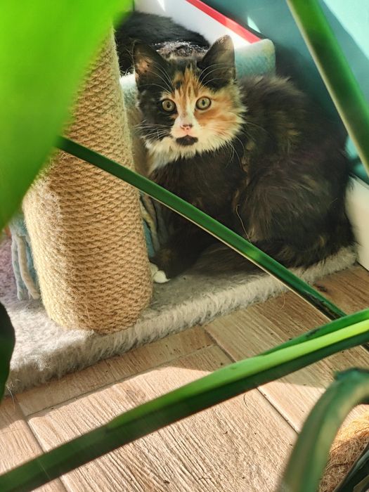 Кошеня в добрі руки